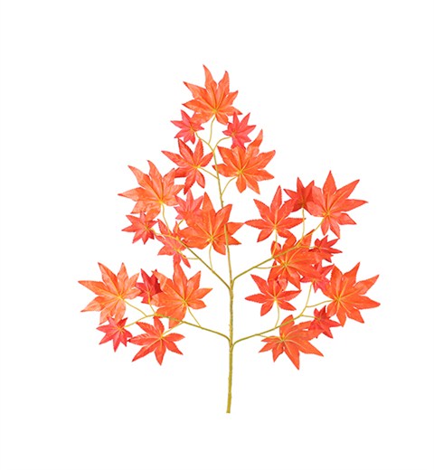 紅楓